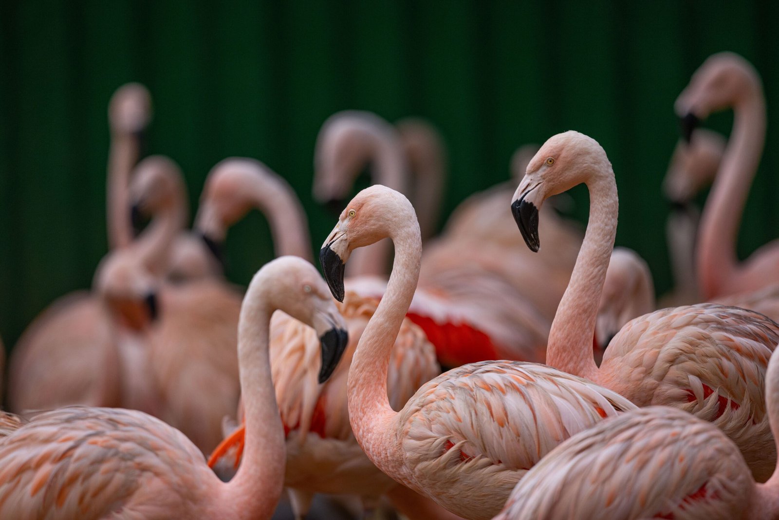 Flamingo no Zoológico de São Paulo