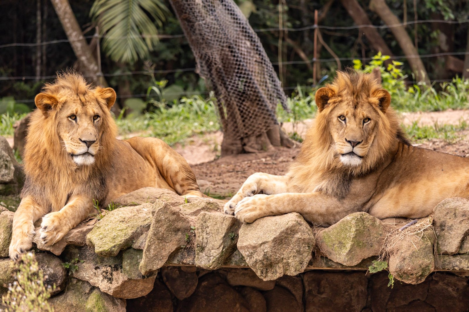 Leões no Zoológico de São Paulo