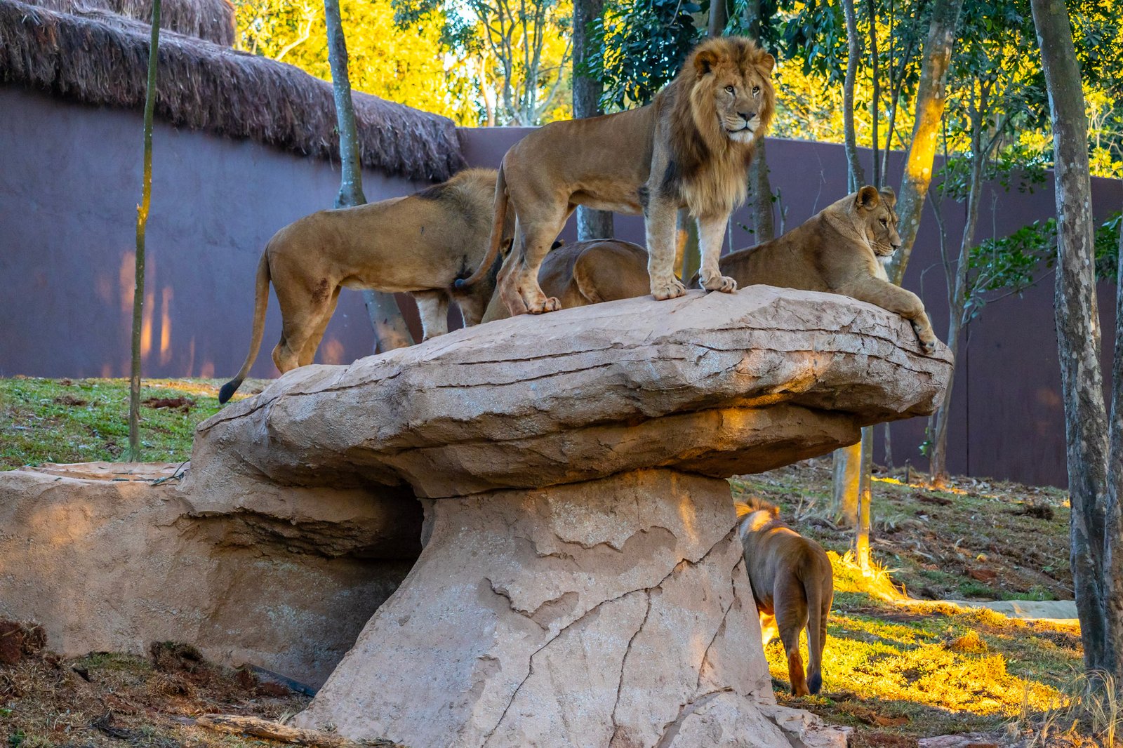 Leões no Zoológico de São Paulo