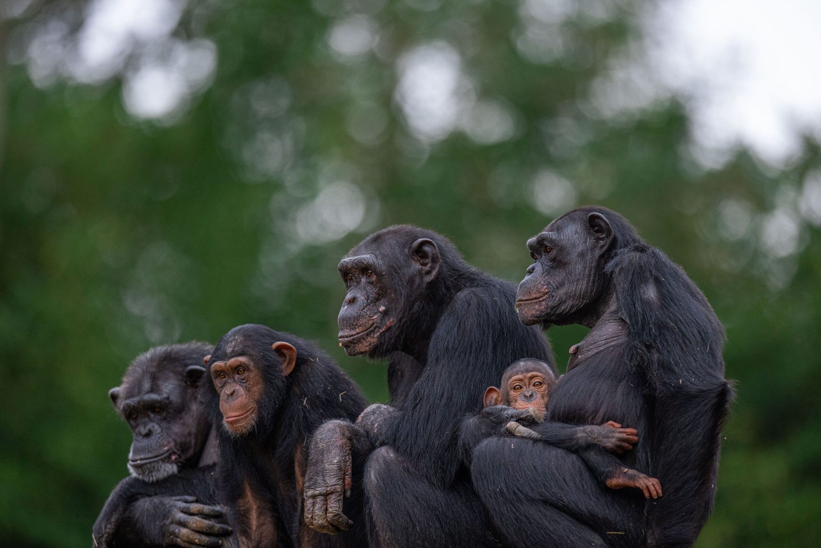 Macacos no Zoológico de São Paulo