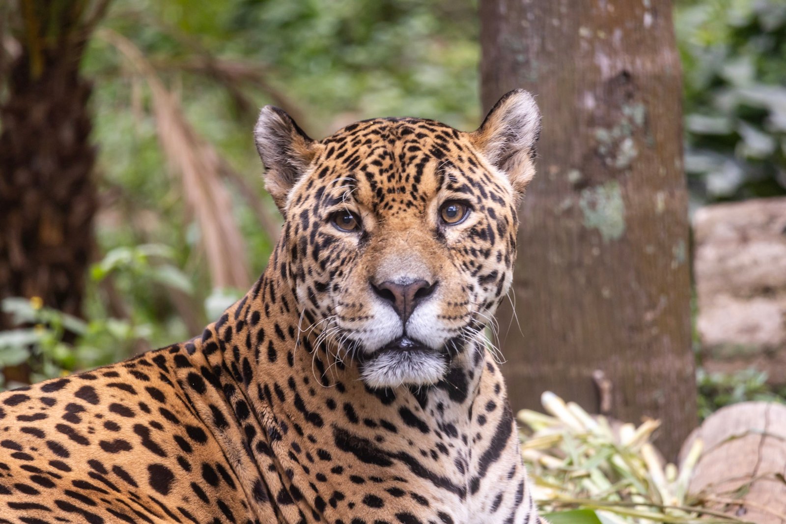 Onça-pintada no Zoológico de São Paulo